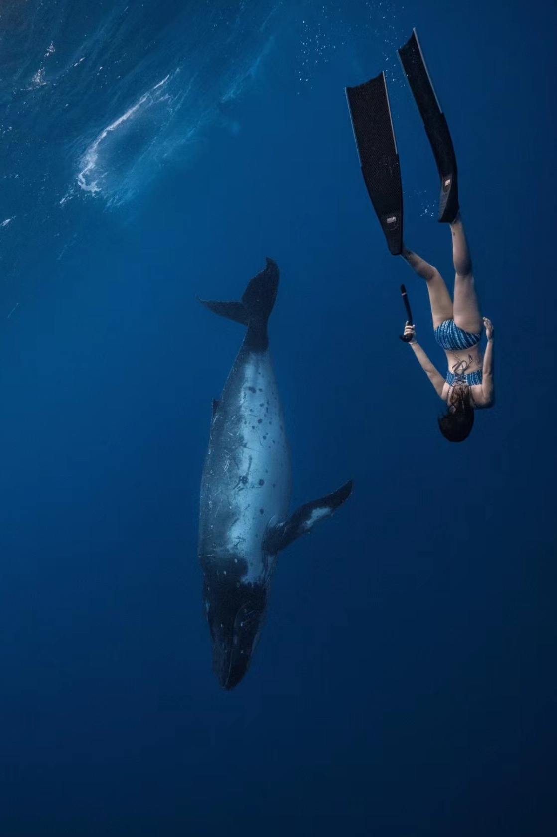 freediving.love