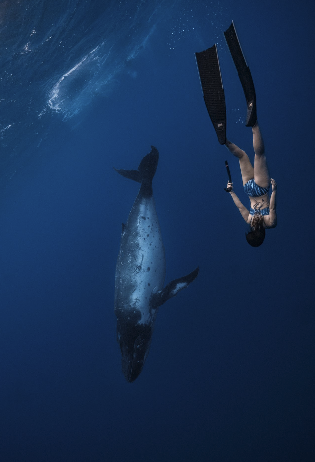 freediving.love