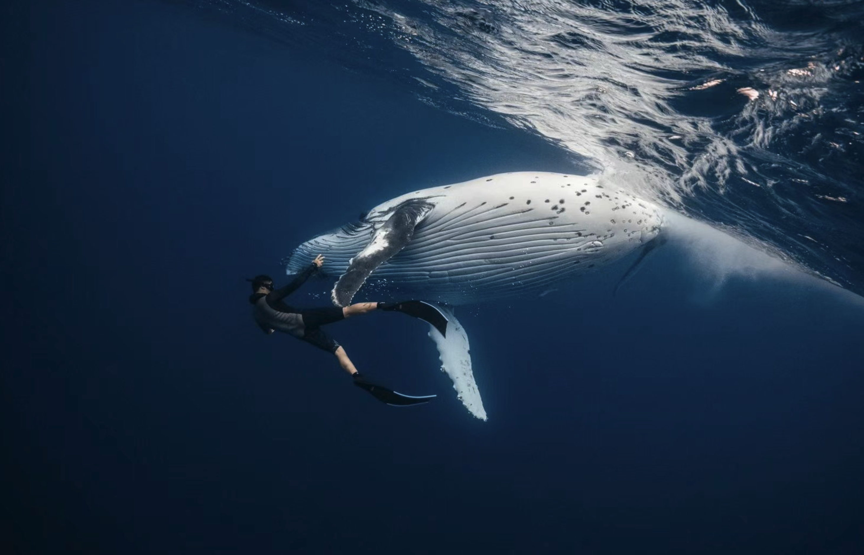 freediving.love